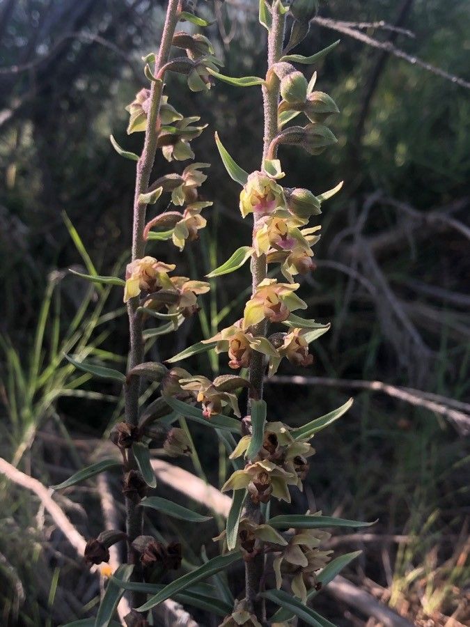 Epipactis kleinii flower