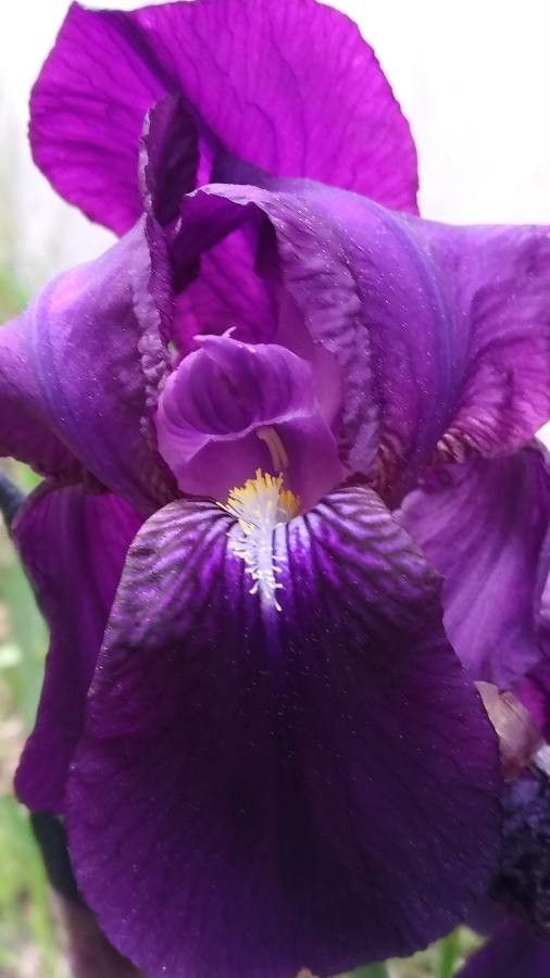 Iris perrieri flower