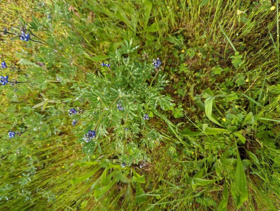 Lupinus bicolor leaf