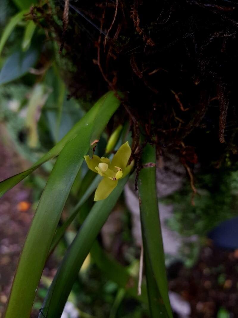 Maxillaria crassifolia — search result for 'Maxillaria'