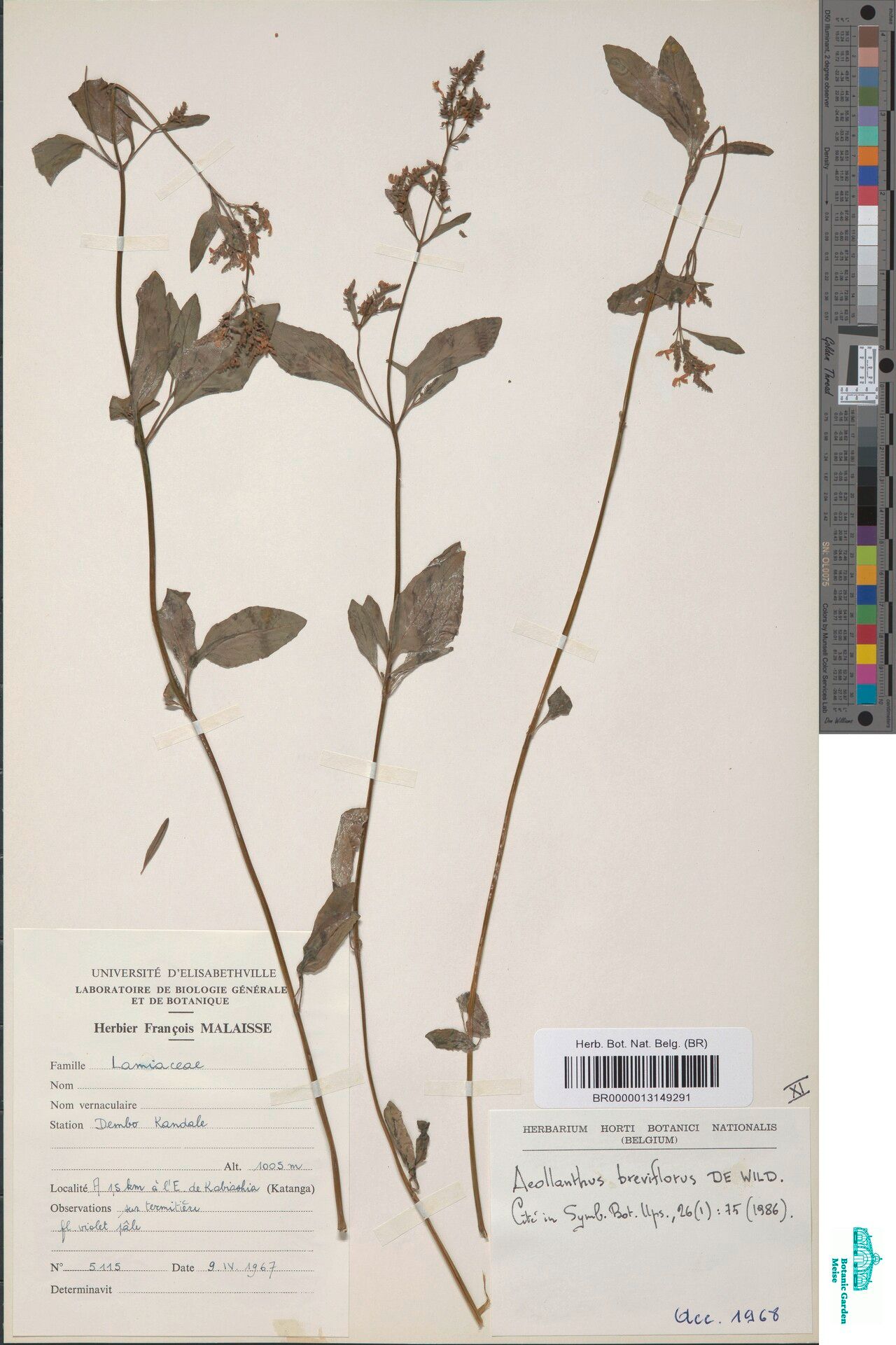 Aeollanthus breviflorus — related species from the same genus