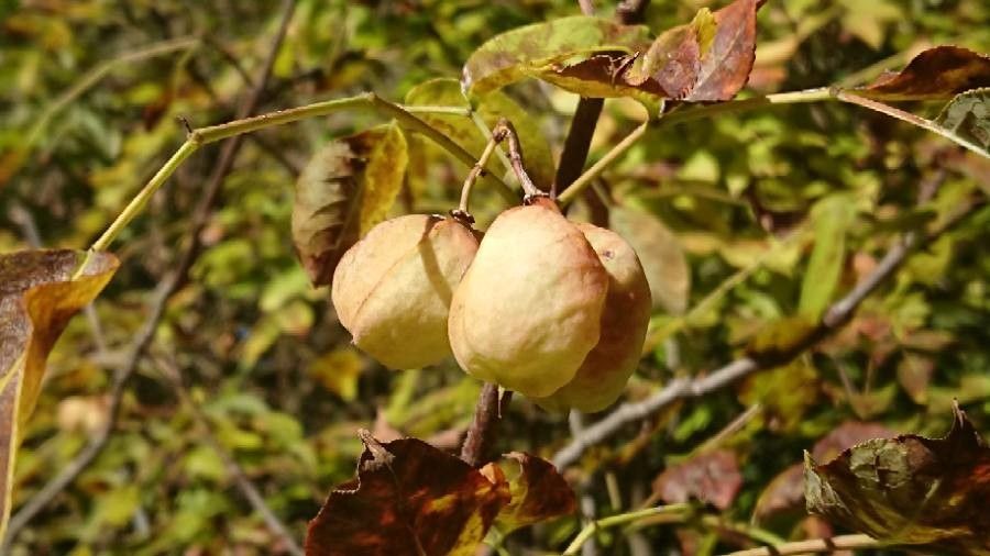 Staphylea pinnata fruit