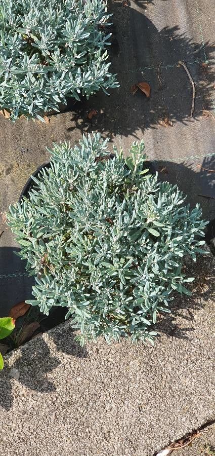 Atractylis preauxiana — houseplant care guide