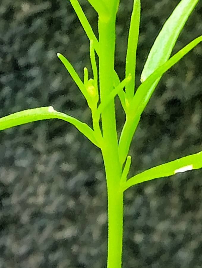Linaria maroccana bark