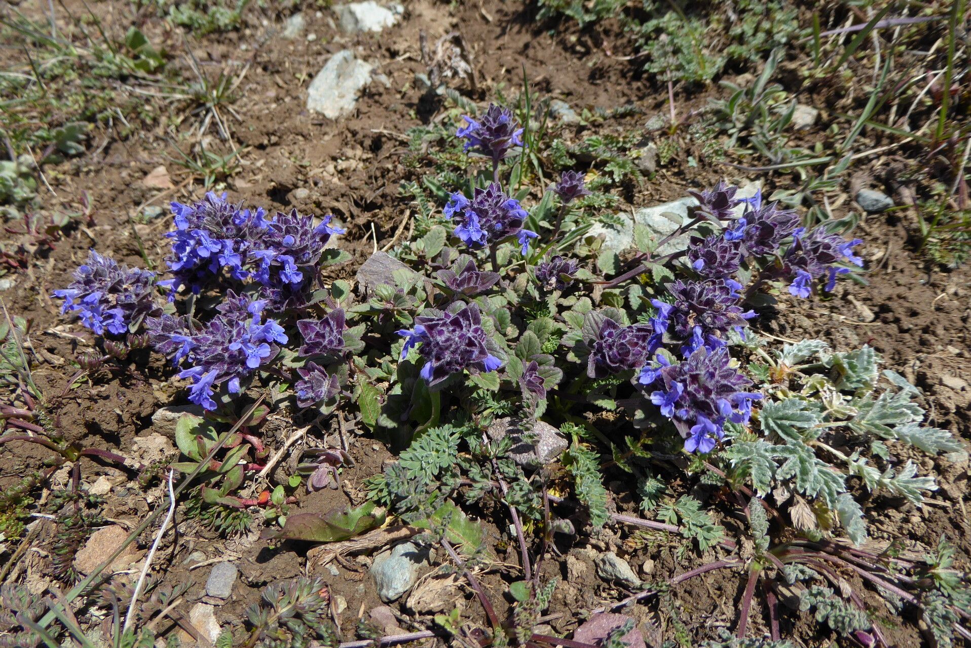 Dracocephalum nutans habit