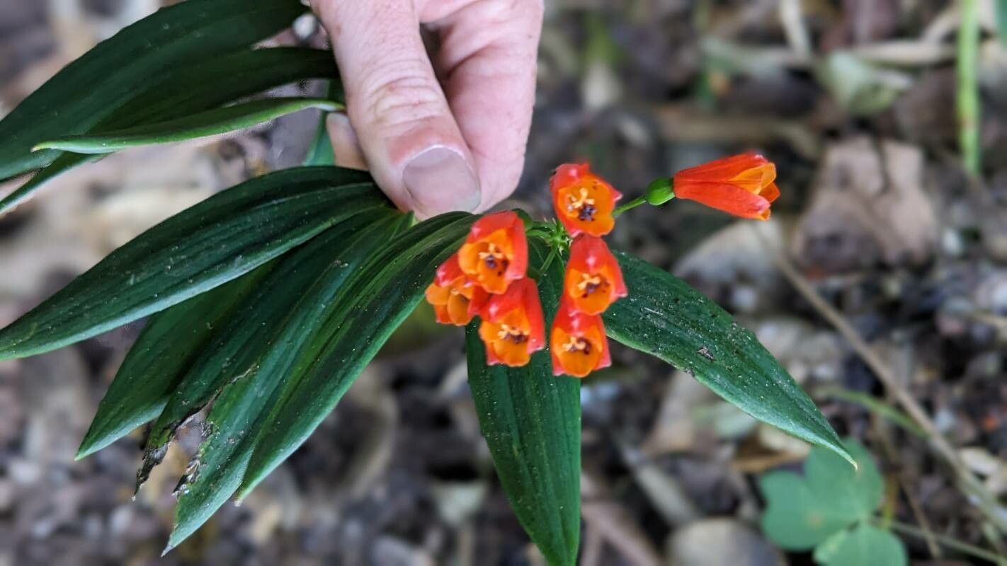 Bomarea distichifolia flower