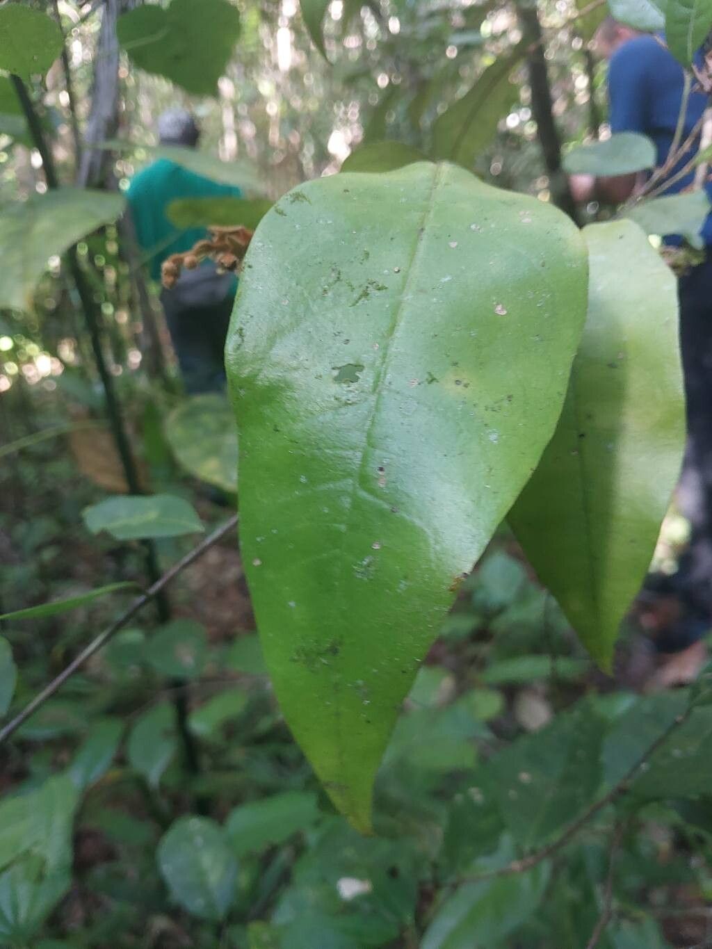 Croton humbertii leaf