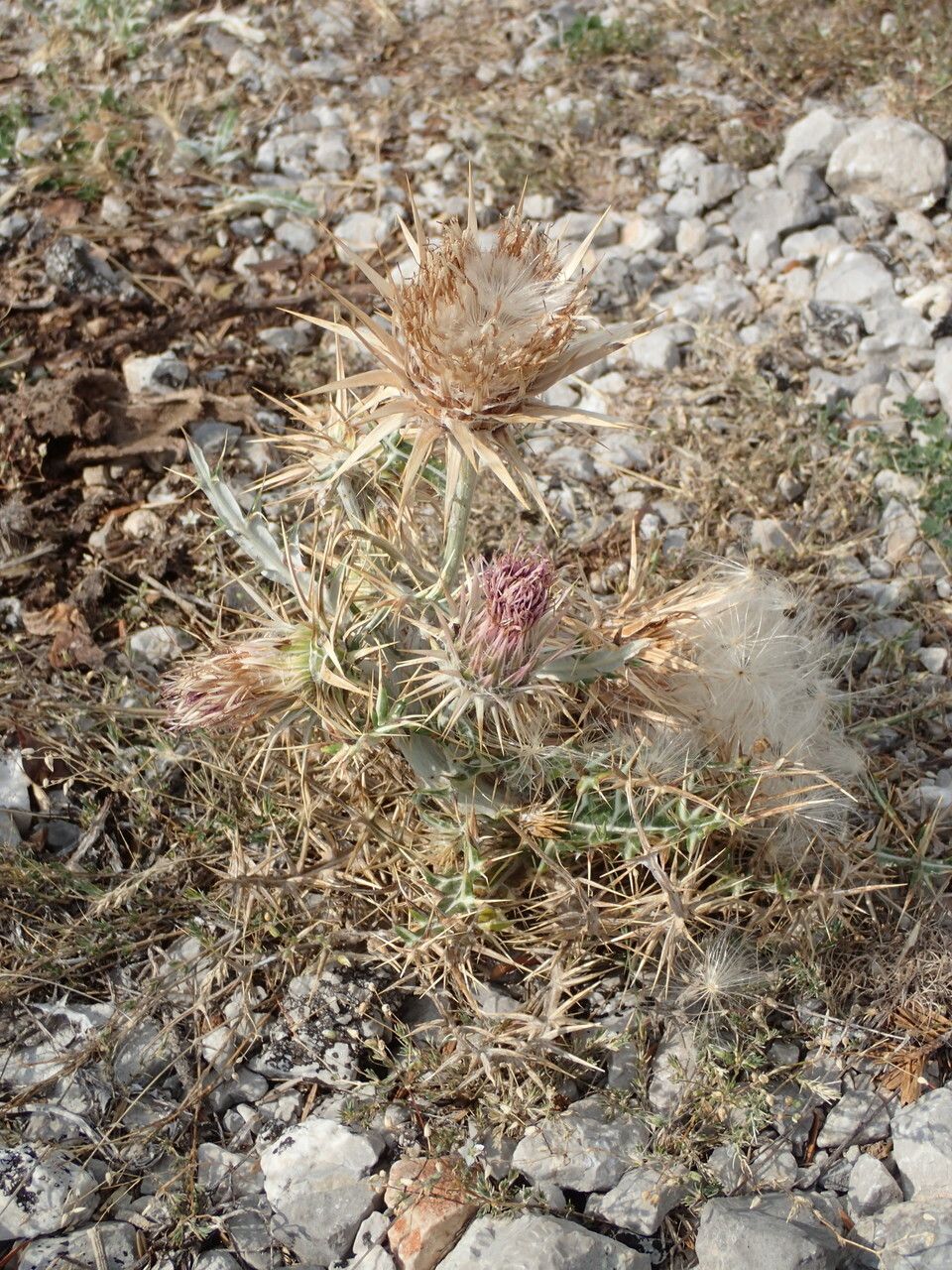 Ptilostemon afer habit