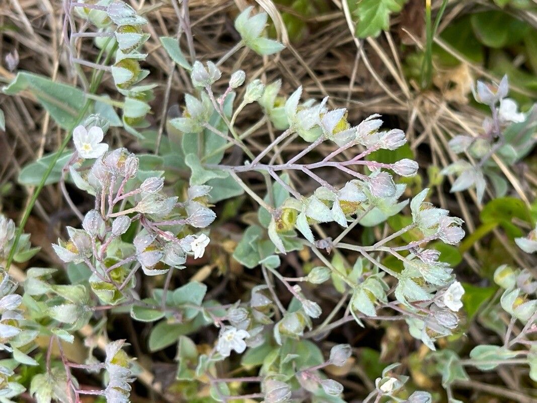Iberodes littoralis fruit