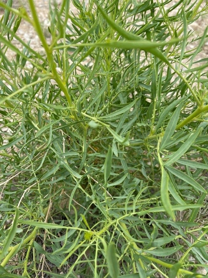 Stanleya pinnata — search result for 'Brassicaceae'
