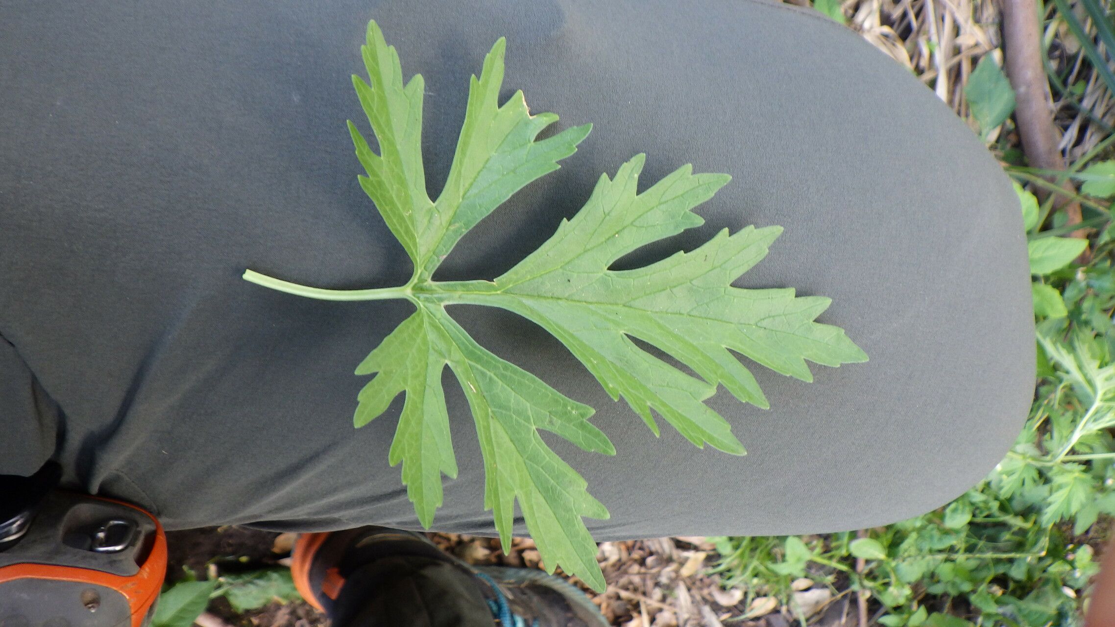 Leonurus japonicus leaf