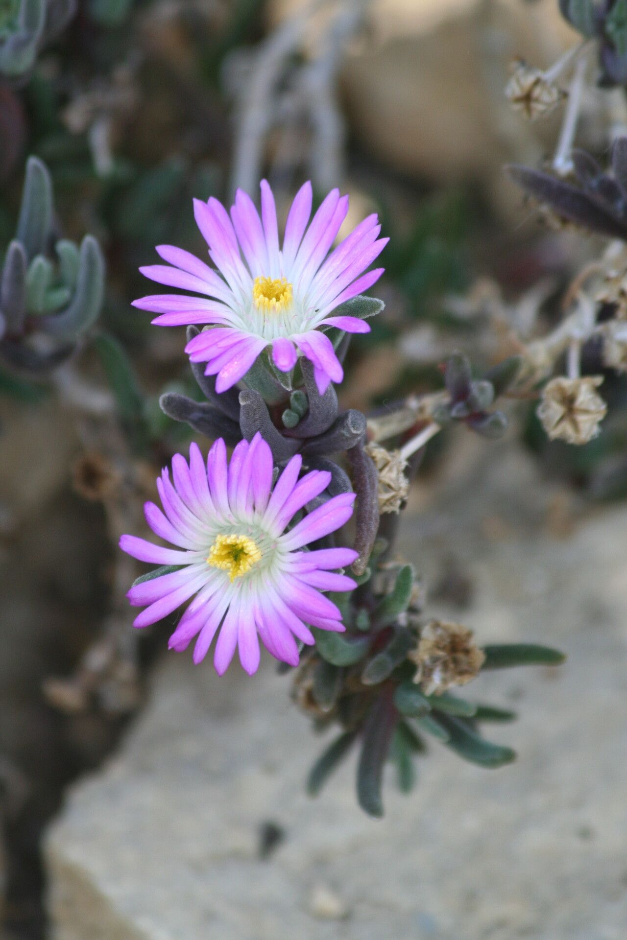 Mestoklema tuberosum — houseplant care guide