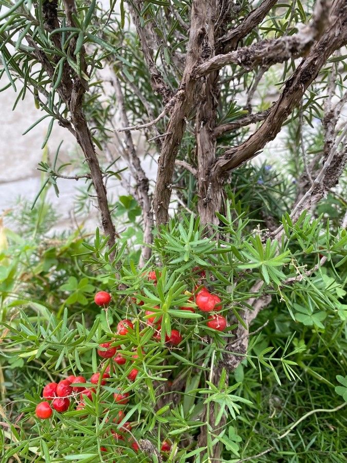 Asparagus sprengeri fruit
