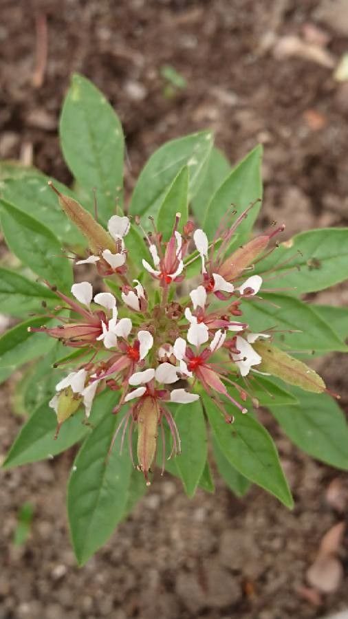 Polanisia dodecandra flower