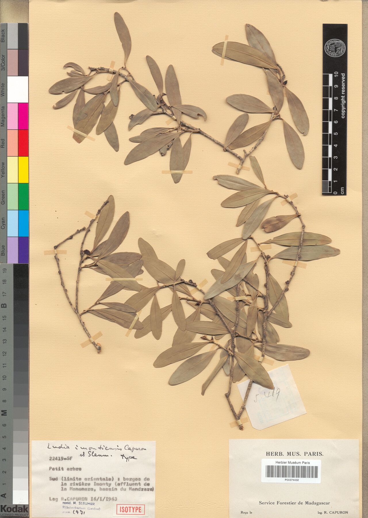 Ludia imontiensis — houseplant care guide