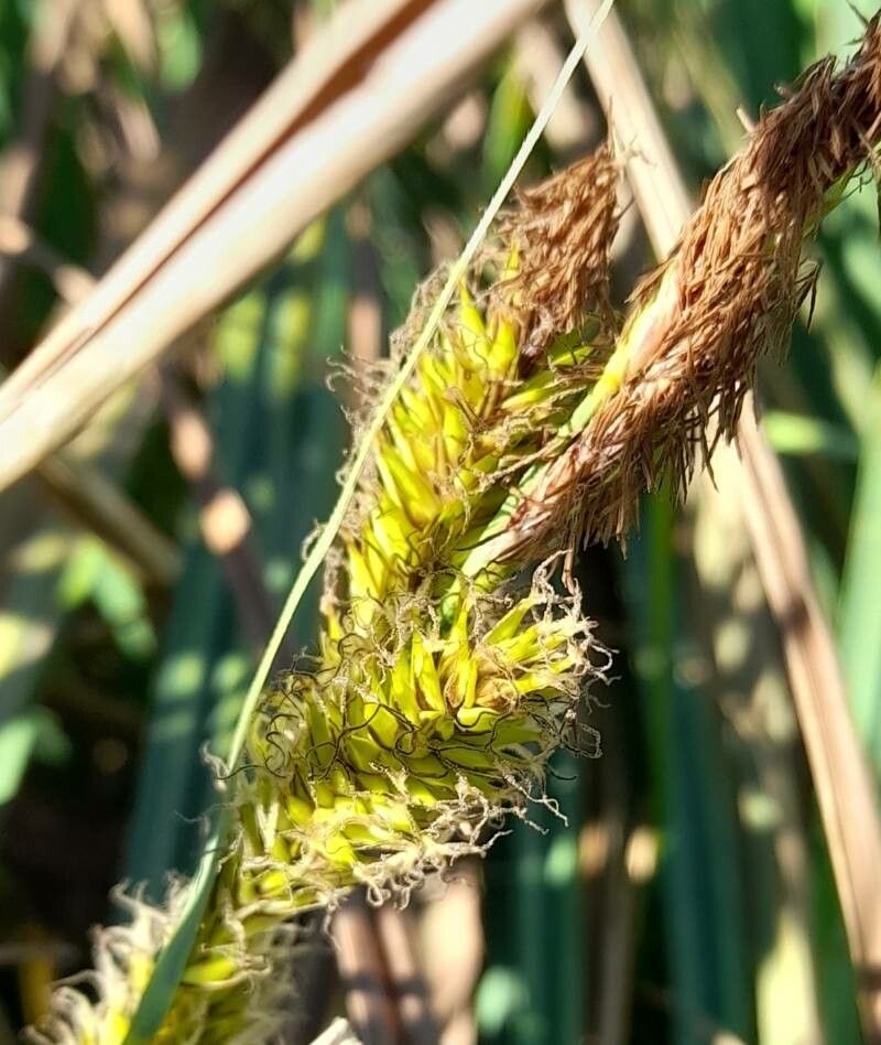 Carex chilensis fruit