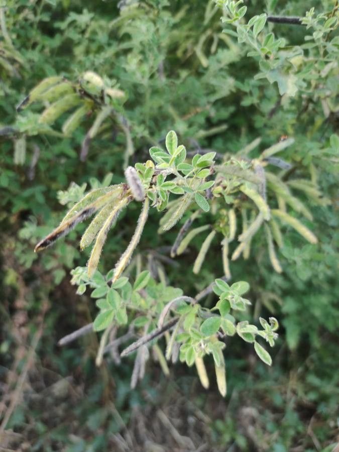 Cytisus laniger — search result for 'Cytisus'