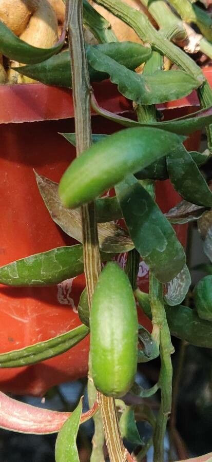 Euphorbia neorubella — houseplant care guide