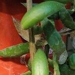 Euphorbia neorubella