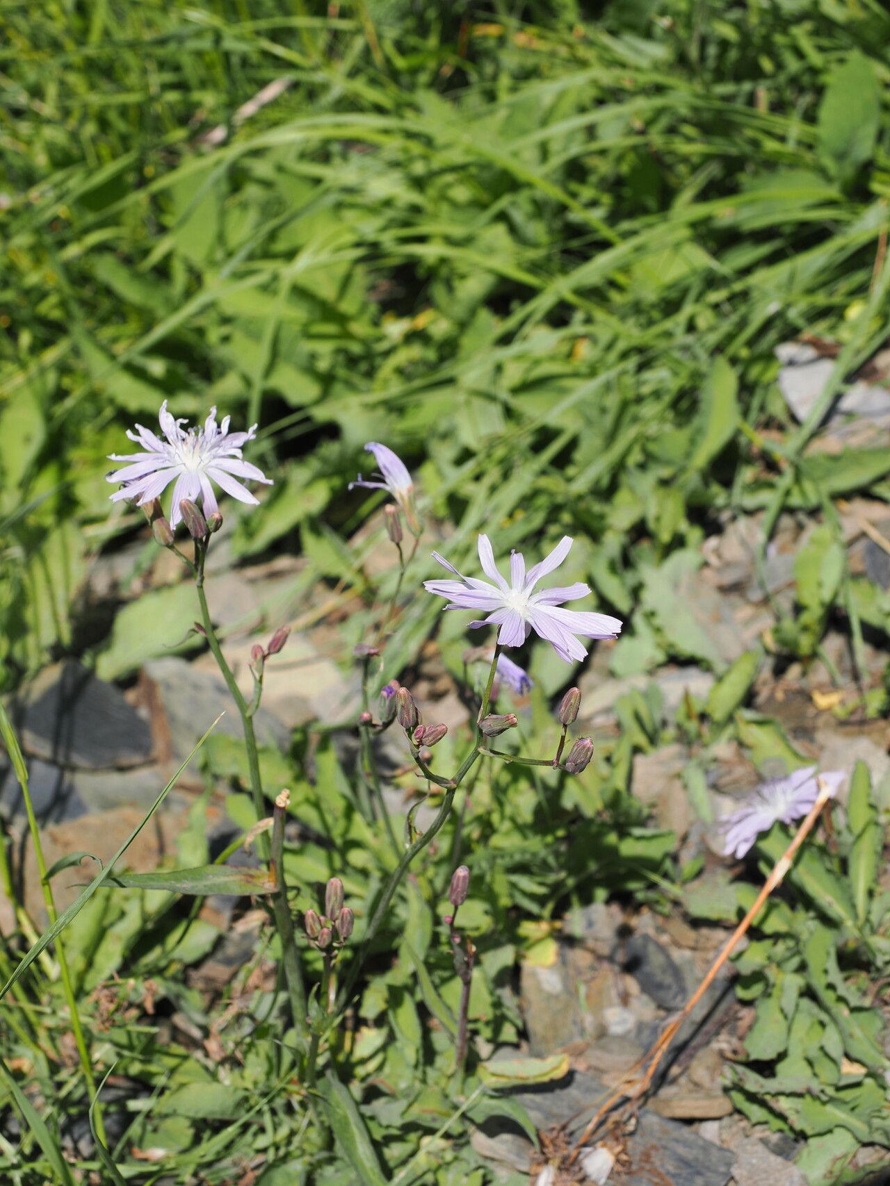 Cicerbita racemosa habit