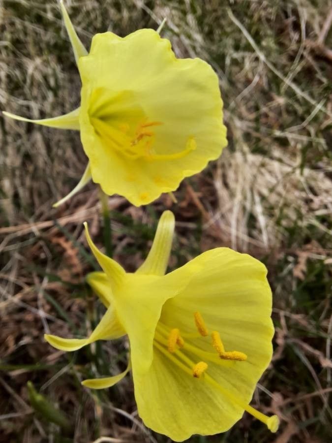 Narcissus gigas flower