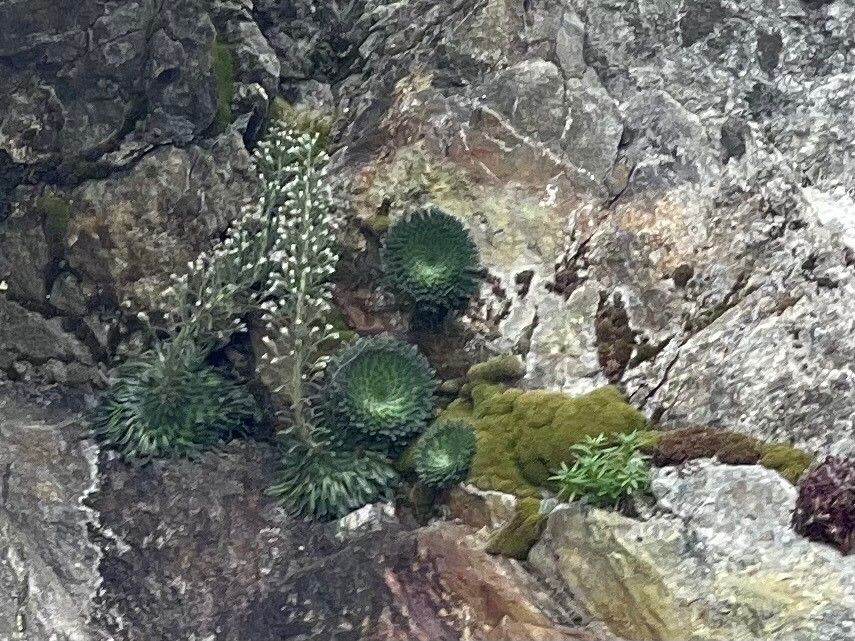 Saxifraga florulenta flower