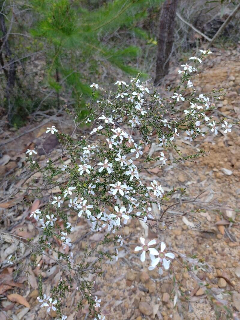 Leptospermum parvifolium habit