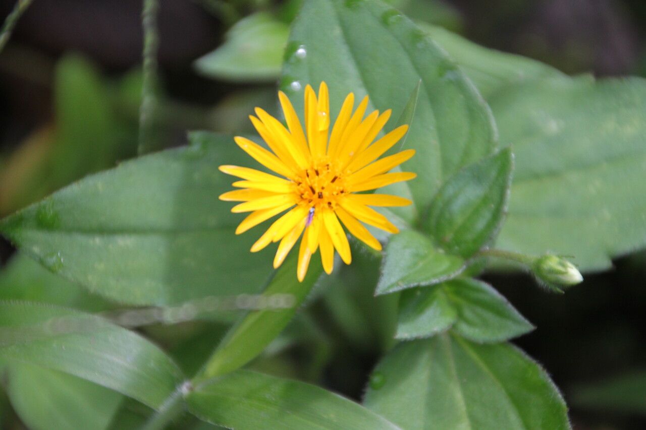 Sphagneticola calendulacea flower
