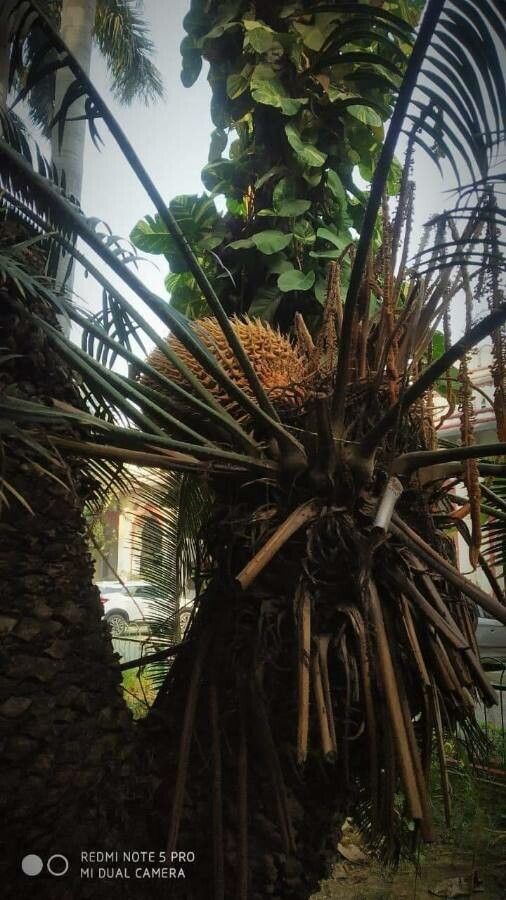 Cycas seemannii leaf