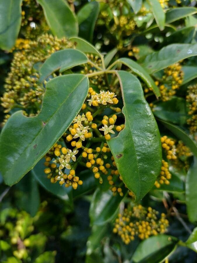 Cissus hypoglauca flower