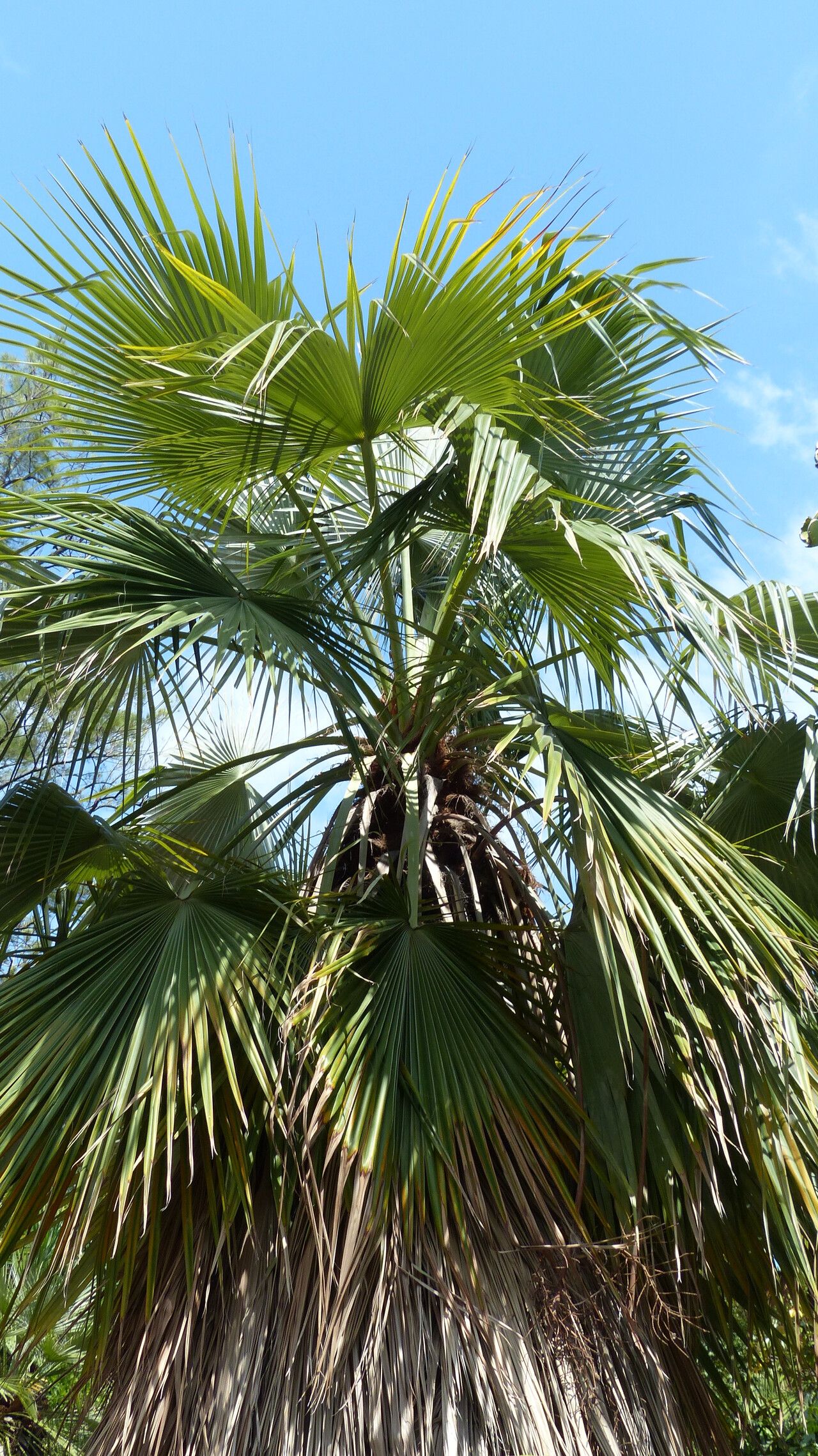 Brahea calcarea habit