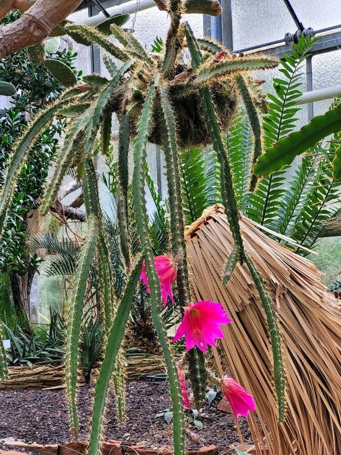 Disocactus speciosus flower