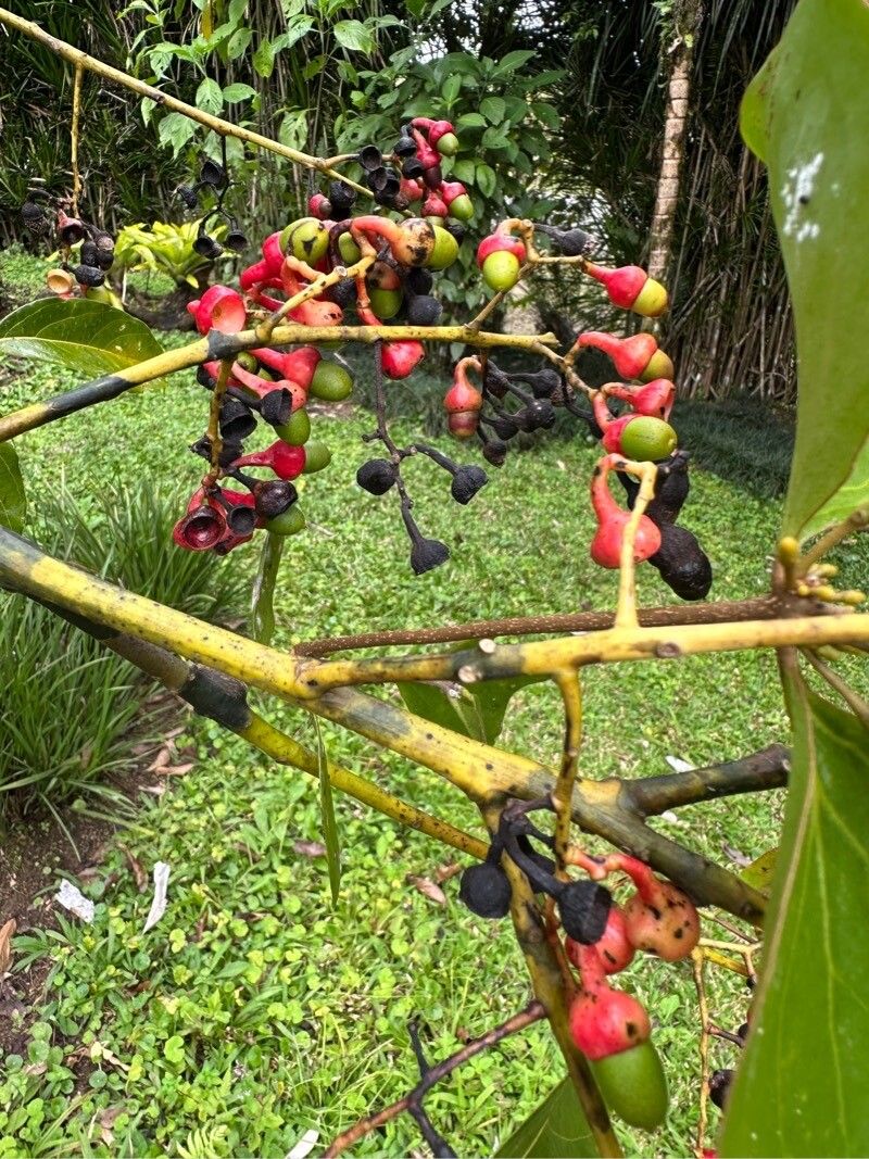 Ocotea leptobotra fruit