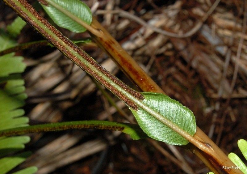 Blechnum confusum bark