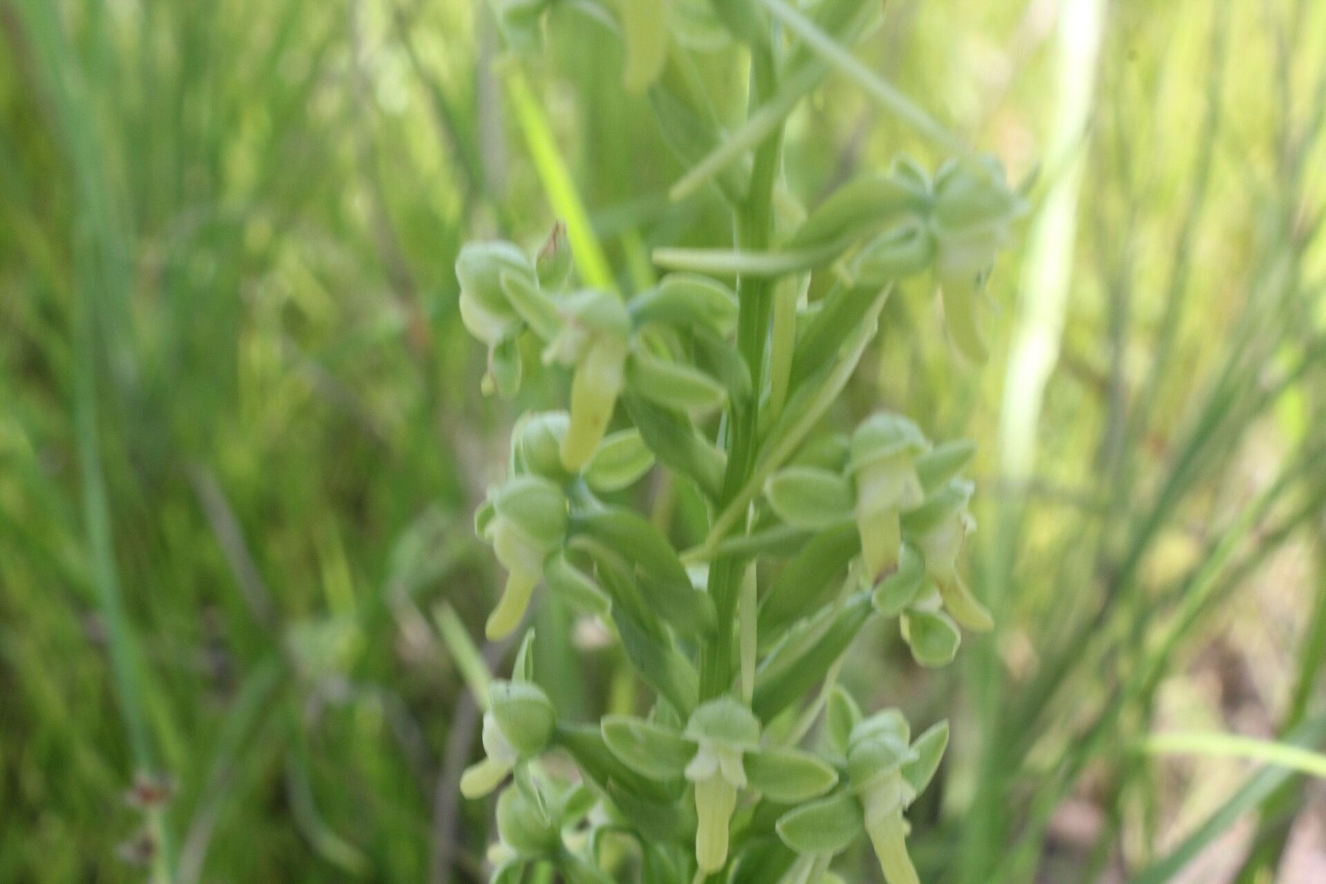 Habenaria strictissima flower