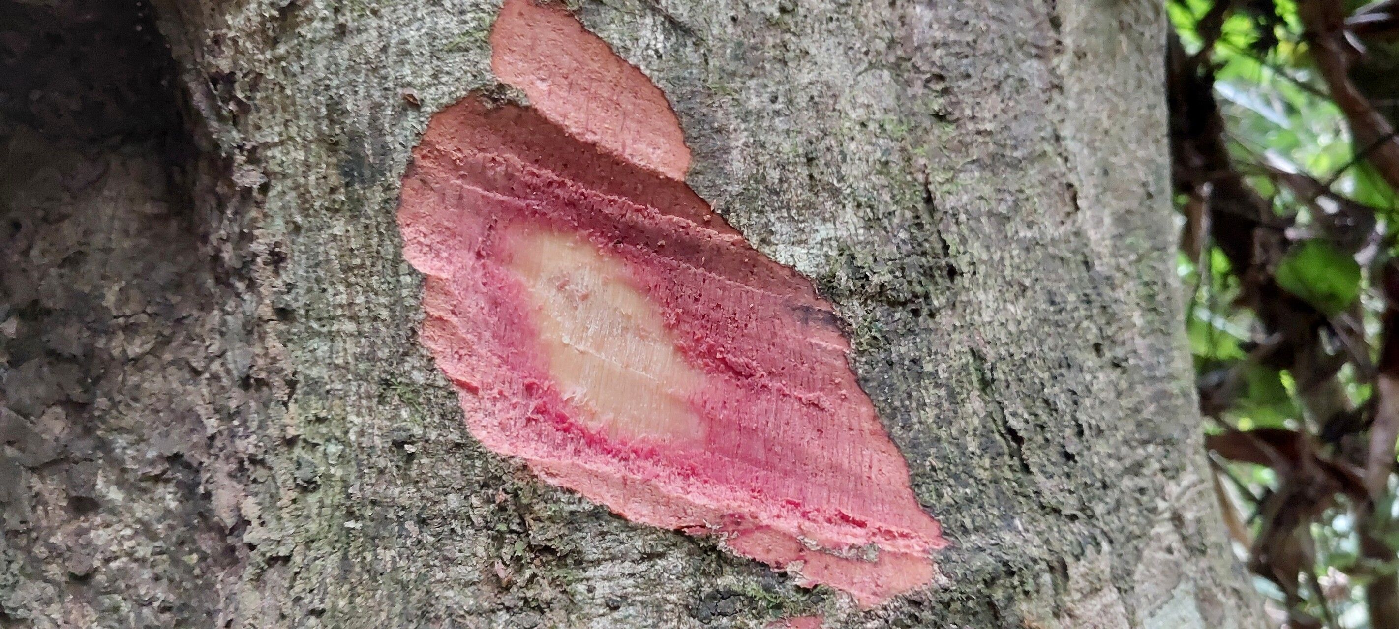 Uapaca mole bark