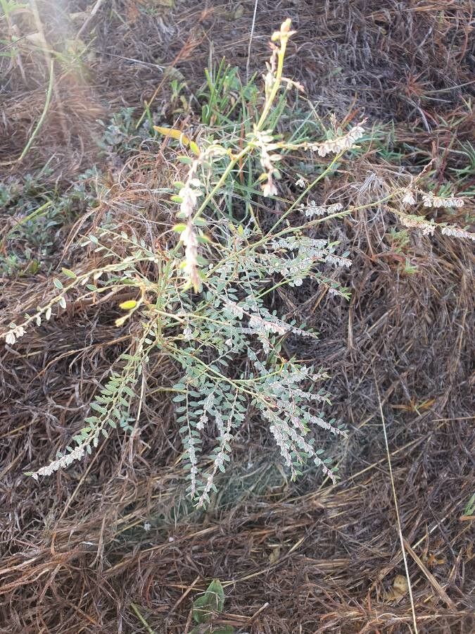 Phyllanthus suffrutescens habit