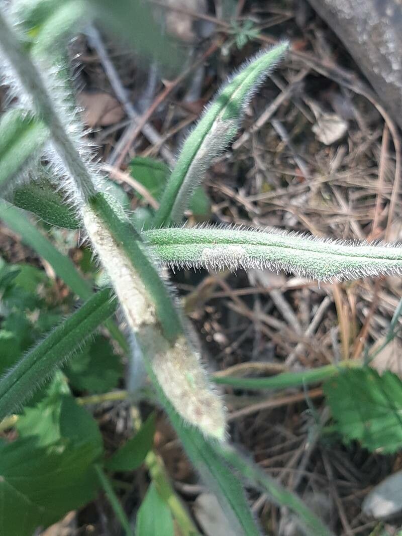 Echium albicans leaf