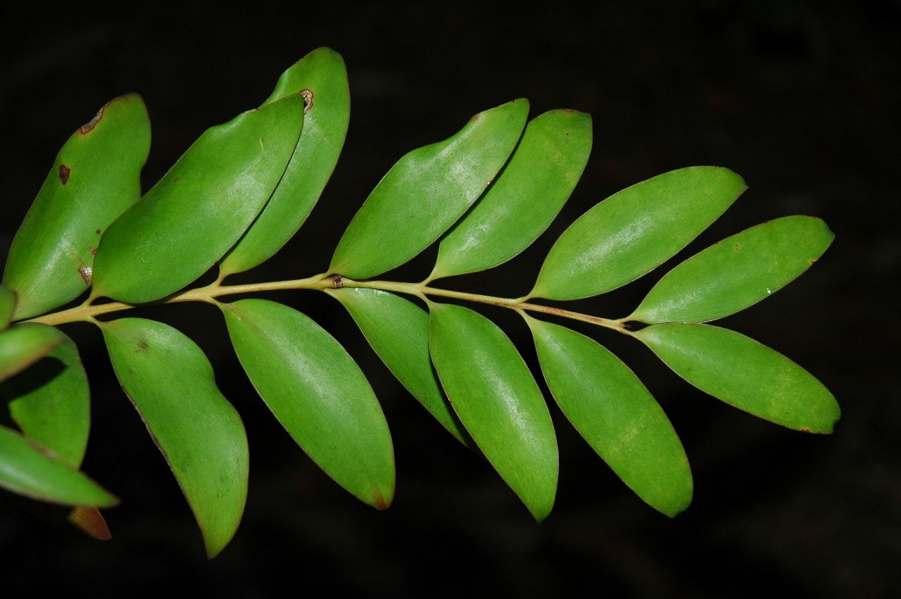 Agathis macrophylla — search result for 'Fiji'