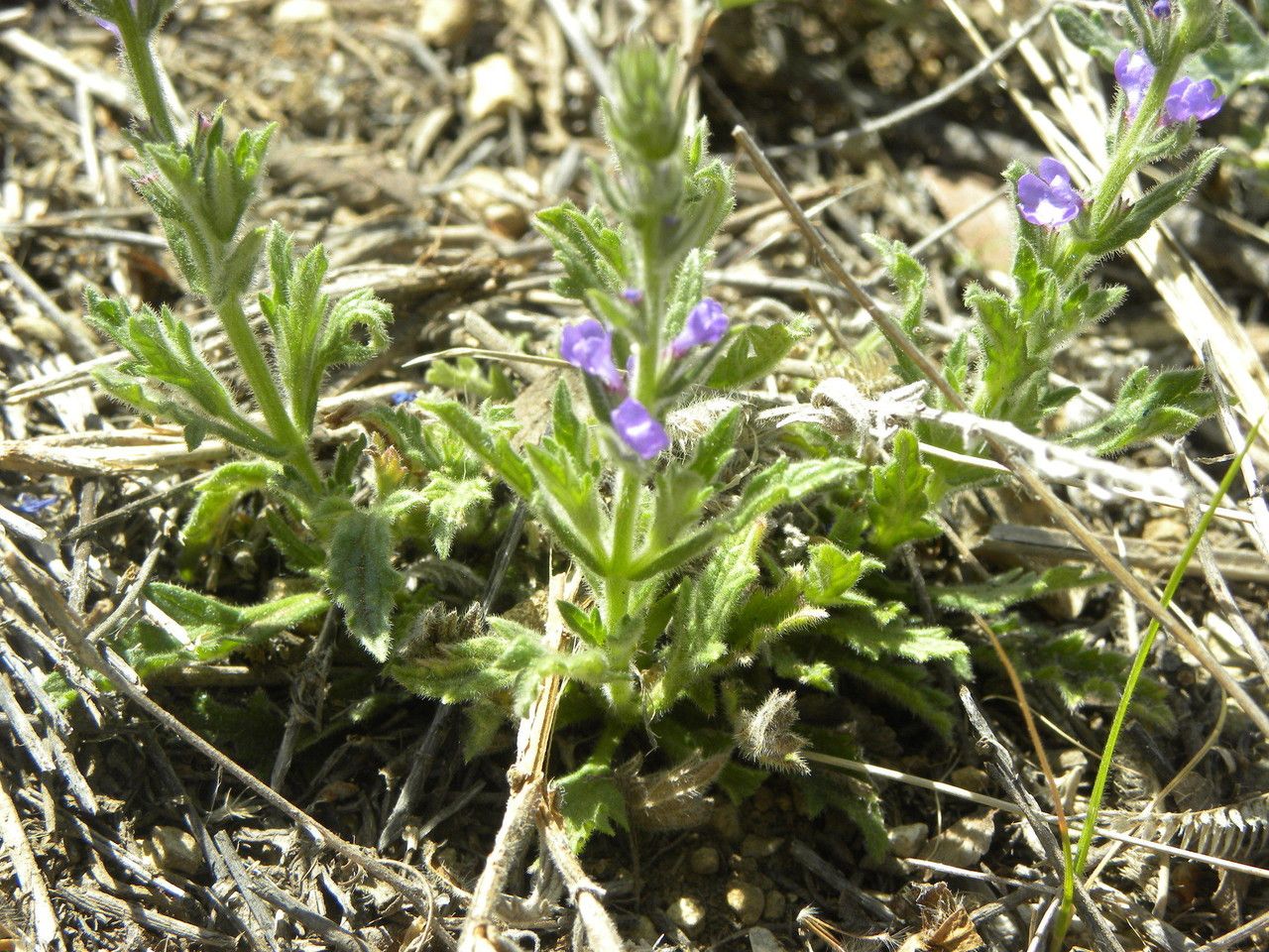Verbena canescens habit