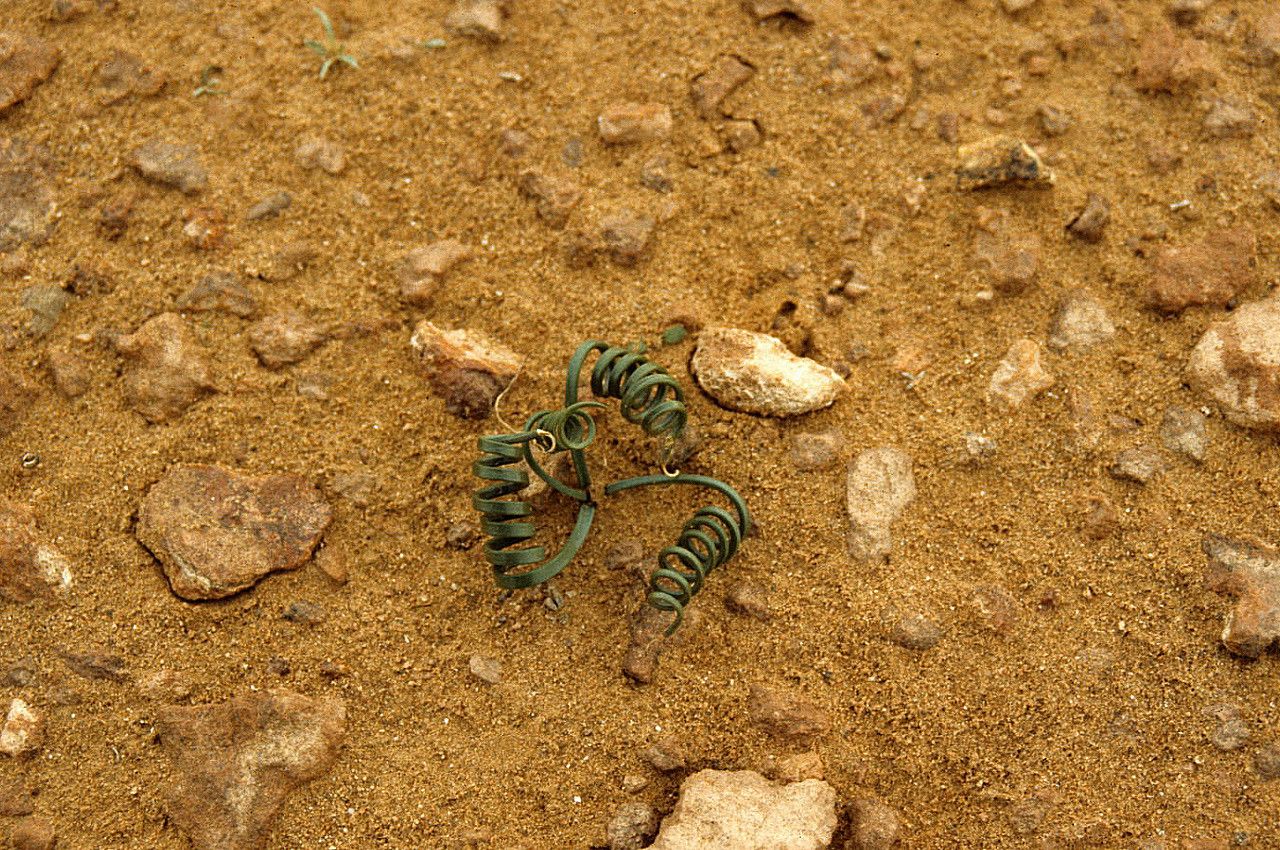 Drimia noctiflora leaf