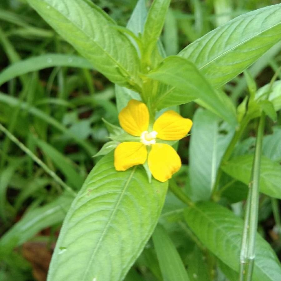 Heliotropium lagoense — search result for 'Heliotropium'