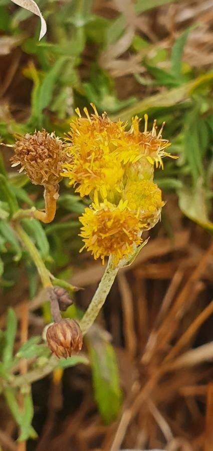 Helichrysum odoratissimum flower