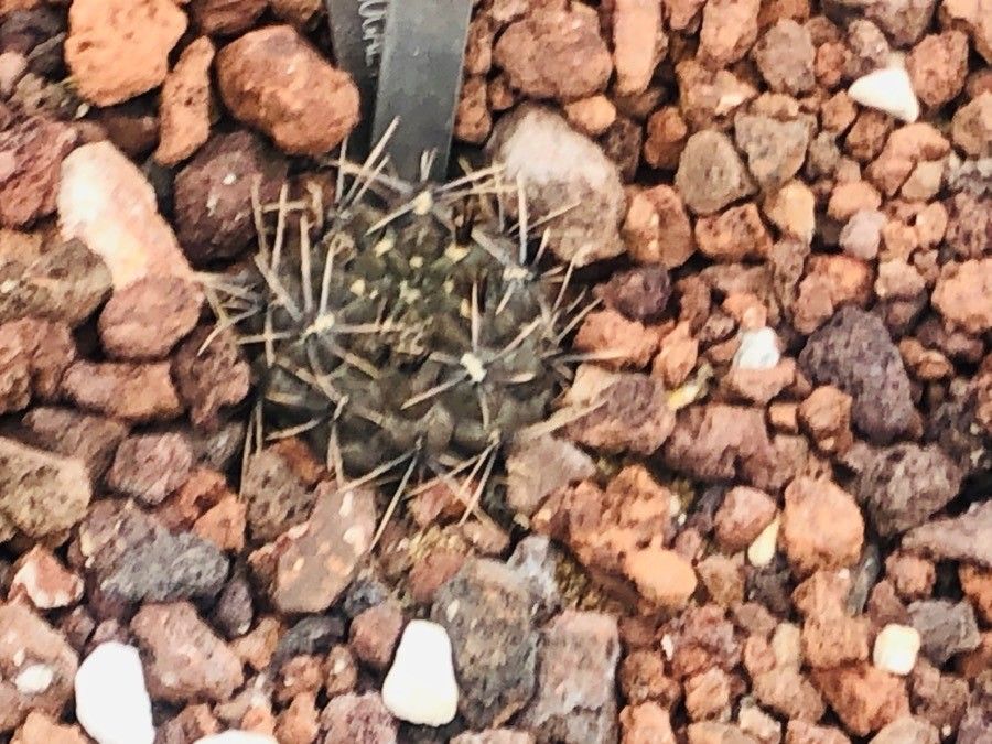 Gymnocalycium gibbosum leaf