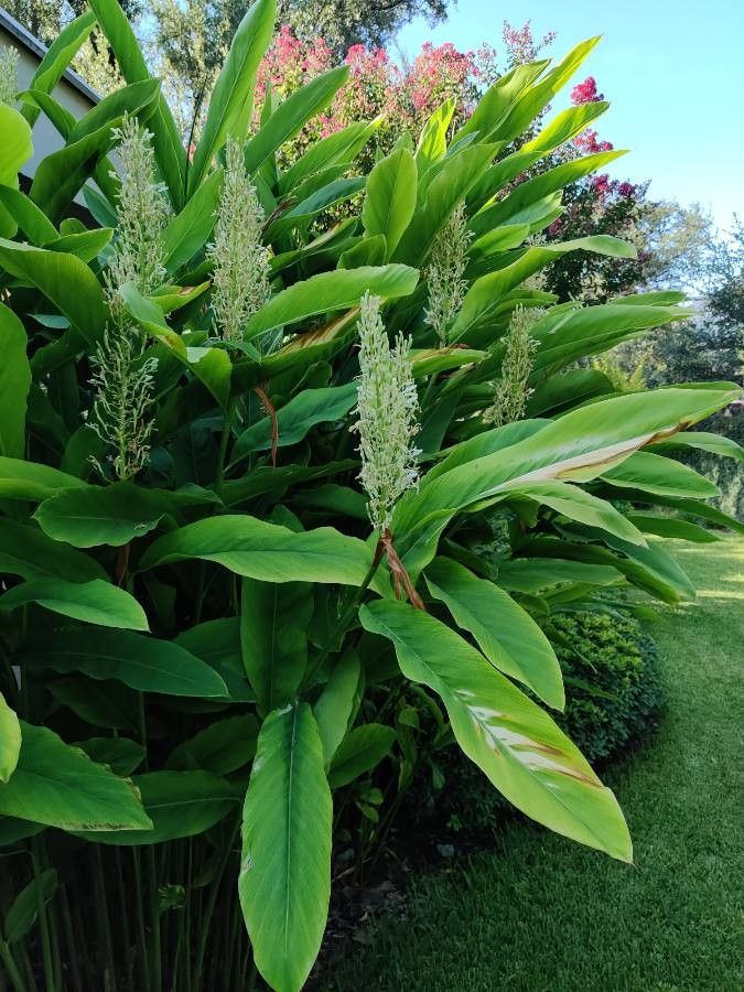Hedychium spicatum leaf