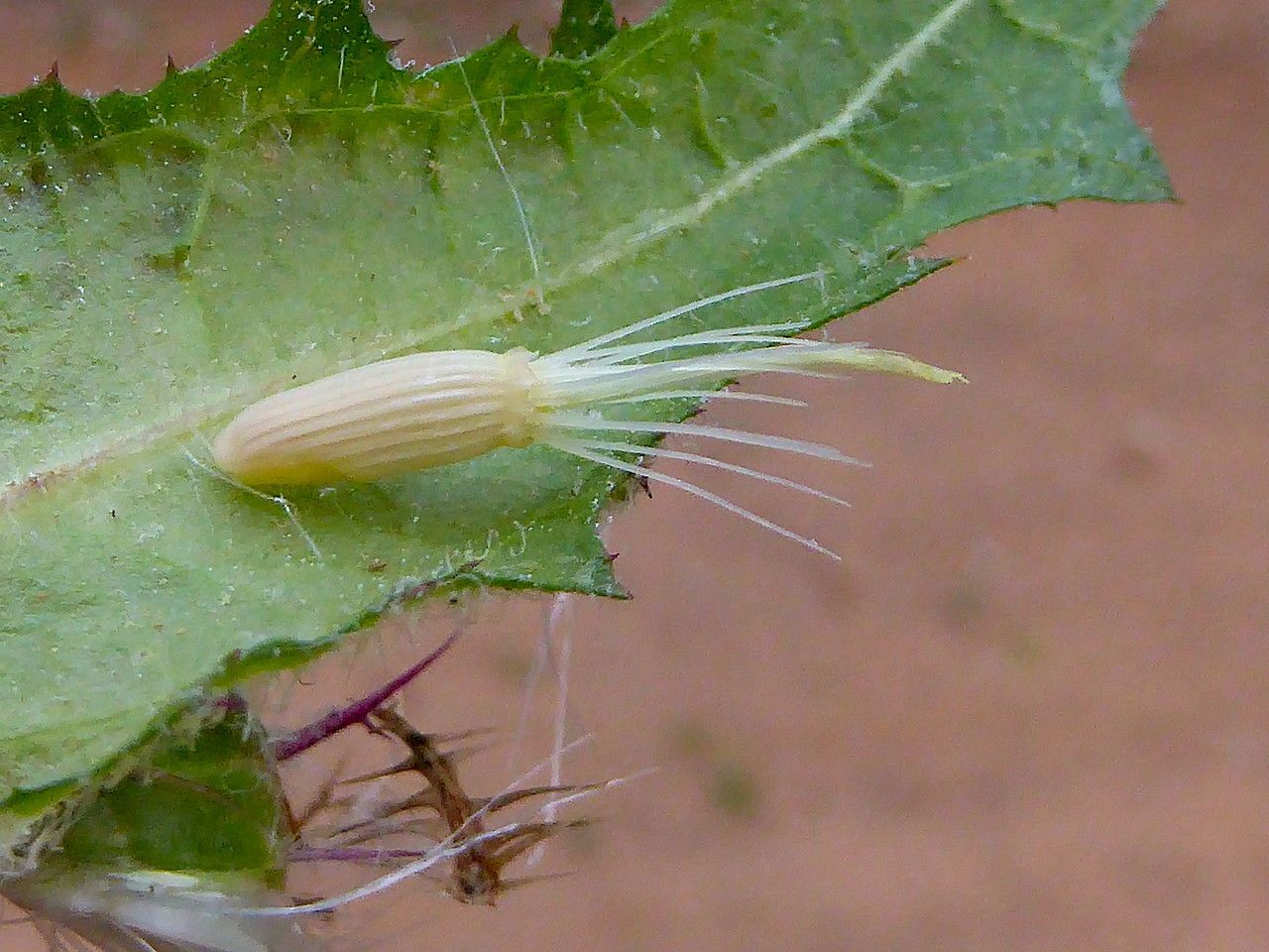 Centaurea benedicta fruit