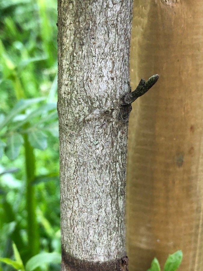 Lomatia ferruginea bark