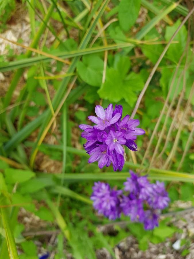 Dichelostemma congestum flower