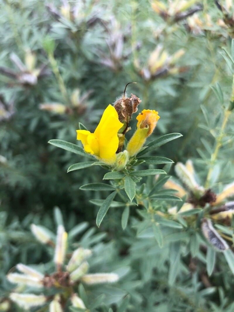 Chamaecytisus austriacus flower