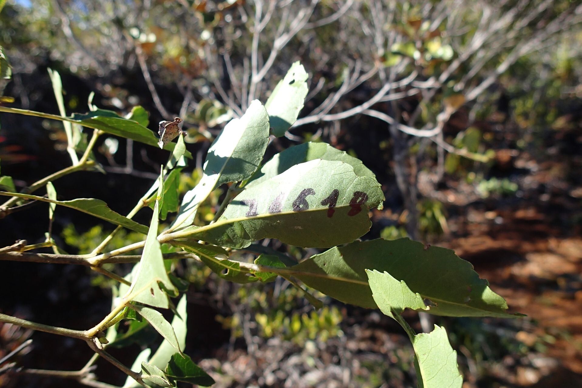Pancheria reticulata — houseplant care guide